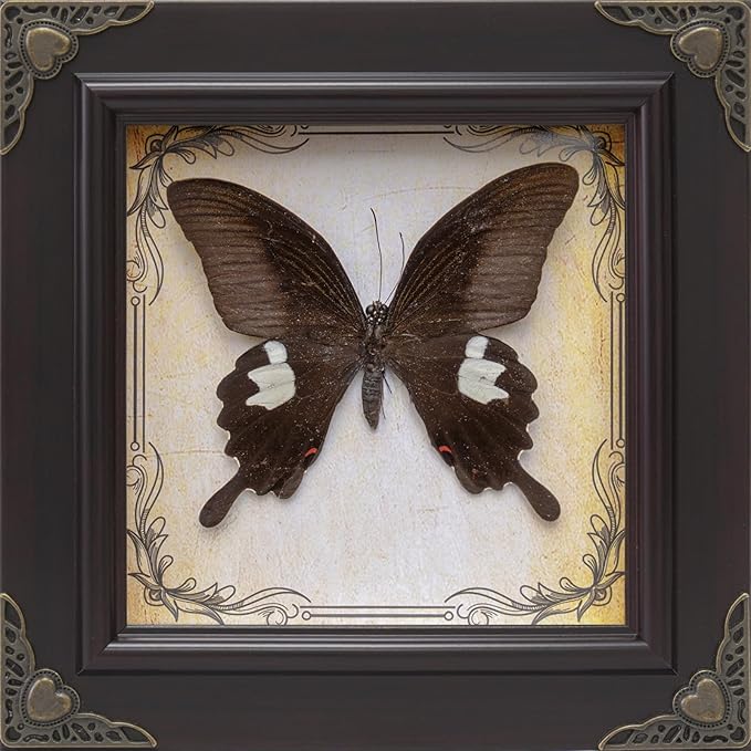 Handmade Real Butterfly Taxidermy Framed - 5-Piece Gift Set for Mother's Day - Gothic Home Decor and Vintage Frame - Butterflies Taxidermy Shadow Box Collection (Red Helen Butterfly)