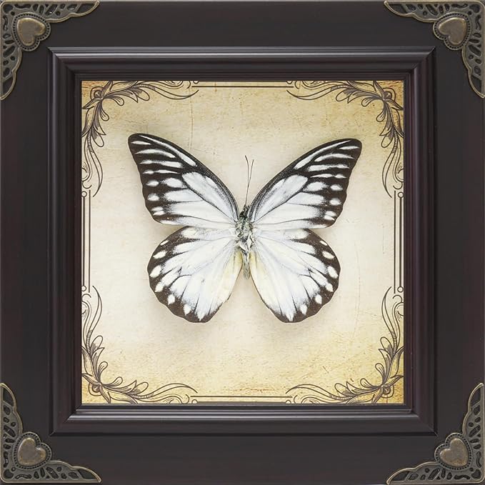 Handmade Real Butterfly Taxidermy Framed - 5-Piece Gift Set for Mother's Day - Gothic Home Decor and Vintage Frame - Butterflies Taxidermy Shadow Box Collection (Spotted Sawtooth Butterfly)