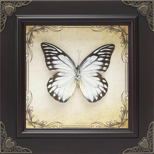 Handmade Real Butterfly Taxidermy Framed - 5-Piece Gift Set for Mother's Day - Gothic Home Decor and Vintage Frame - Butterflies Taxidermy Shadow Box Collection (Spotted Sawtooth Butterfly)