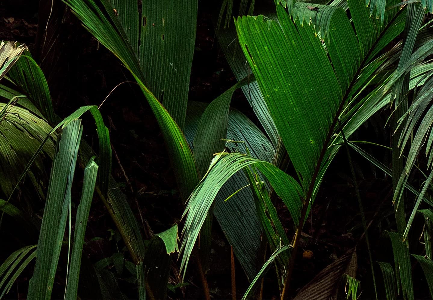 artgeist Wall Mural Nature 96x69 in - XXL Peel and Stick Self-Adhesive Wallpaper Removable Large Sticker Foil Wall Decor Print Picture Image Design Botanical Plants Jungle Leaves b-B-0594-a-a