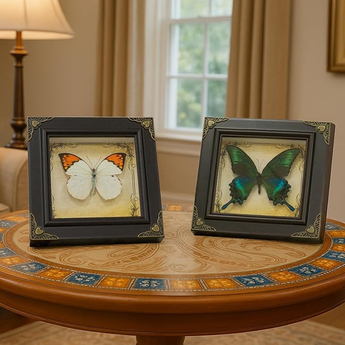 Handmade Real Butterfly Framed with 5 Pieces Gift Set - Gothic Home Decor and Vintage Frame - Butterflies Taxidermy Shadow Box Collection (Green-Banded Queen Butterfly)