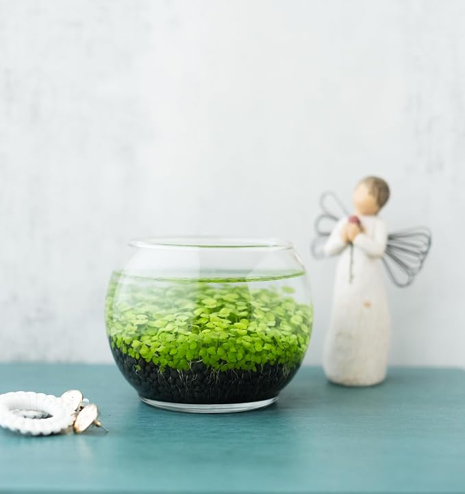 Kraftstories Water Terrarium Kit with Mini Glass Bowl, substrate and seeds | Create Your Own Indoor Garden| DIY Complete Set for Simple, Stunning Growth Unique Gift for nature lover (3.75" H - 4.5" W)