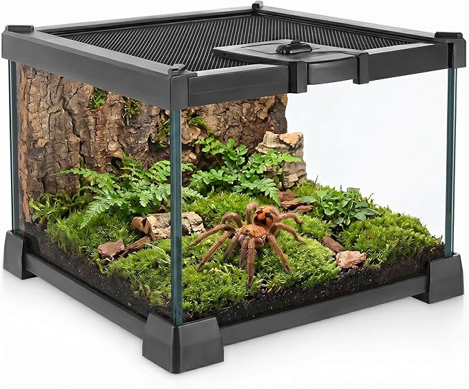 Mini Reptile Glass Terrarium Vivarium 8'' x 8'' x 6'', Full View Tank for Small Arthropod Pets Such as Pumpkin Patch Tarantulas, with Feeding Slot & Box Lock Buckle