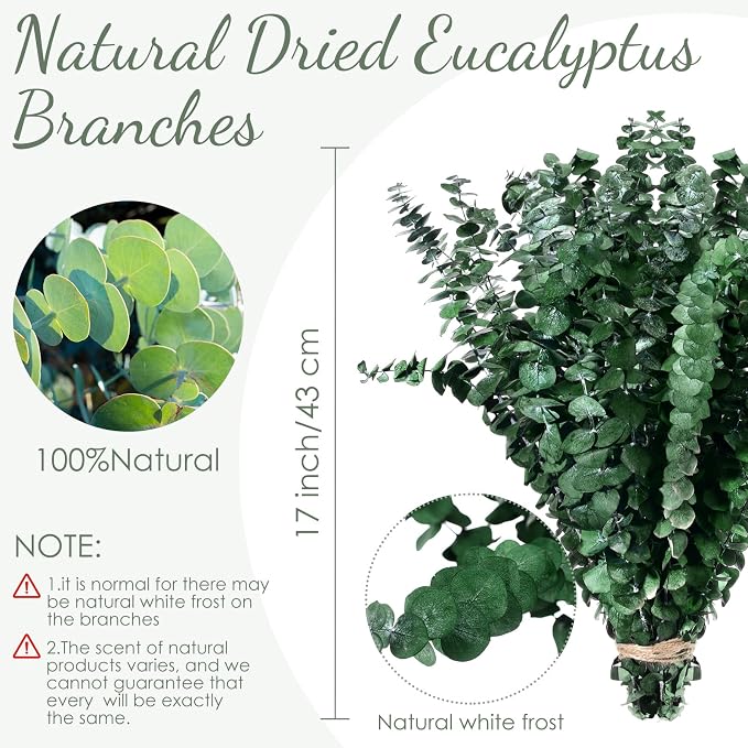 Knitgrip 120 Pcs Large Dried Eucalyptus Stems 17inch Natural Real Fresh Eucalyptus Branches for Shower Hanging Fresh Plant Greenery Leaves for Wedding Bathroom Vase Filler DIY Garland Decor
