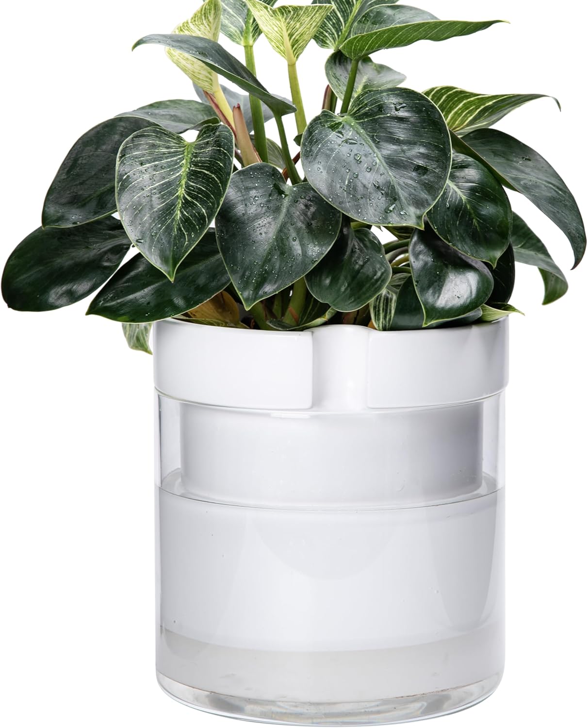 Phoenix Vine 10 Inch Self Watering Planter, White Terracotta Clay Pot with Glass Reservoir for Indoor Plants, Herbs, Flowers, Set of 1, 52-B-I-1