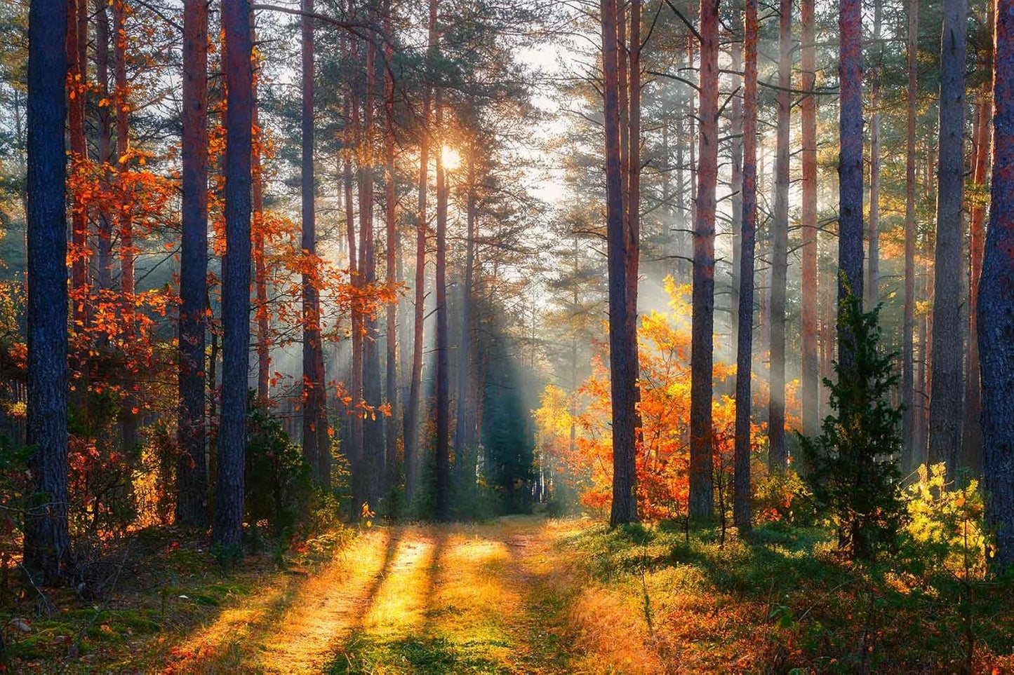 Autumn Sunshine in The Woods Wallpaper, Natural Landscape Mural, Modern Living Room Bedroom Backdrop Wall Mural(Non-self-Adhesive)