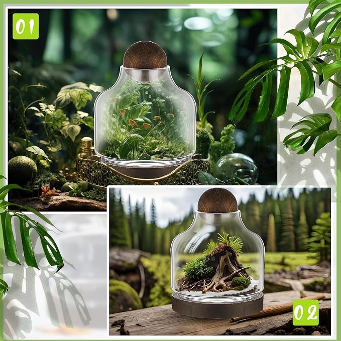 1 Pcs Glass Terrarium Container with Wooden Base and Decorative Ball Lid, 7 Inch DIY Terrarium Jar for Moss, Ferns, Air Plants and Succulents, Mini Indoor Garden Vase for Home Office Desk Decor
