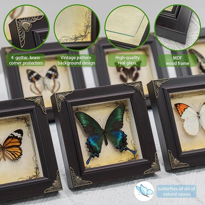 Handmade Real Butterfly Taxidermy Framed - 5-Piece Gift Set for Mother's Day - Gothic Home Decor and Vintage Frame - Butterflies Taxidermy Shadow Box Collection (Great Orange Tip Butterfly)