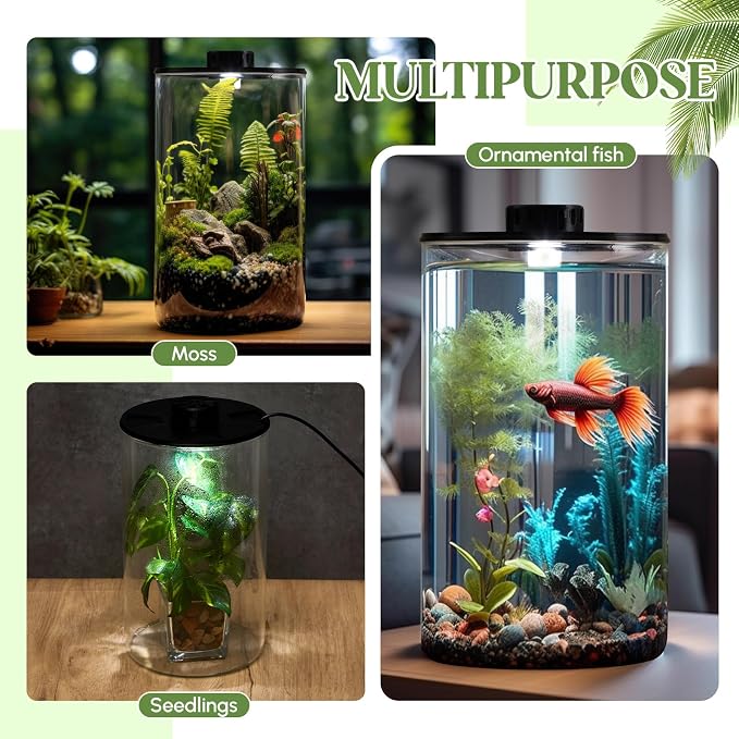 Maxdot Glass Plant Terrarium Kit with LED Grow Light, Desk Terrarium for Venus Fly Trap, Succulents, Moss & Miniature Garden, Borosilicate Glass Desktop Planter for Home Office(9.8 x 5.9 Inch)