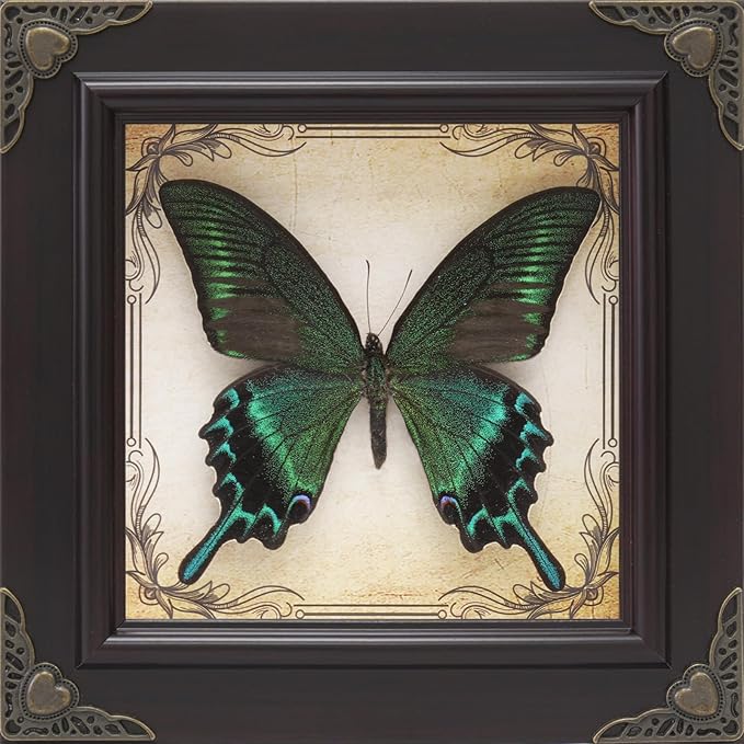 Handmade Real Butterfly Framed with 5 Pieces Gift Set - Gothic Home Decor and Vintage Frame - Butterflies Taxidermy Shadow Box Collection (Green-Banded Queen Butterfly)