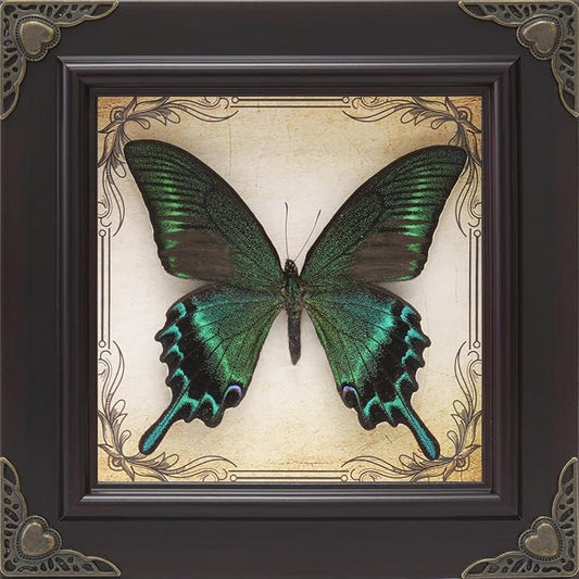 Handmade Real Butterfly Framed with 5 Pieces Gift Set - Gothic Home Decor and Vintage Frame - Butterflies Taxidermy Shadow Box Collection (Green-Banded Queen Butterfly)