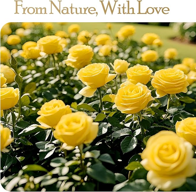 27 Preserved Flowers Rose Birthday Gifts for Women Her Mom Wife Girlfriend Grandma on Valentines Mothers Day Christmas Anniversary Romantic(Yellow)