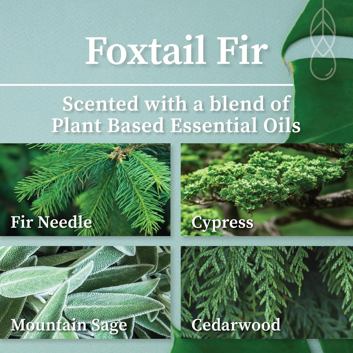 Hemlock Park Wood Wick Candle Handcrafted with Natural Coconut Wax and Essential Oils (Amber & Gold 7.2 oz, Foxtail Fir)