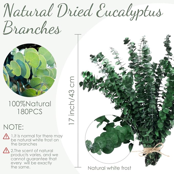 Knitgrip 180 Pcs Large Dried Eucalyptus Stems 17inch Natural Real Fresh Eucalyptus Branches for Shower Hanging Fresh Plant Greenery Leaves for Wedding Bathroom Vase Filler DIY Garland Decor