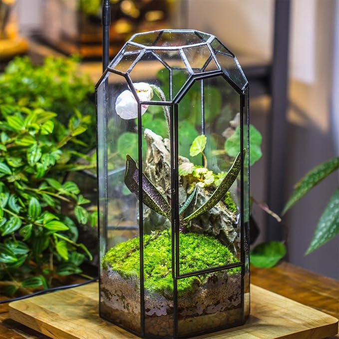 NCYP Glass Geometric Octagon Plant Terrarium with Door 5.5"x5.5"x12.8" | Indoor Vintage Planter for Tall Plants, Orchid, Small Begonia Pitcher, Home Garden Office Tabletop Decor (Terrarium Only)