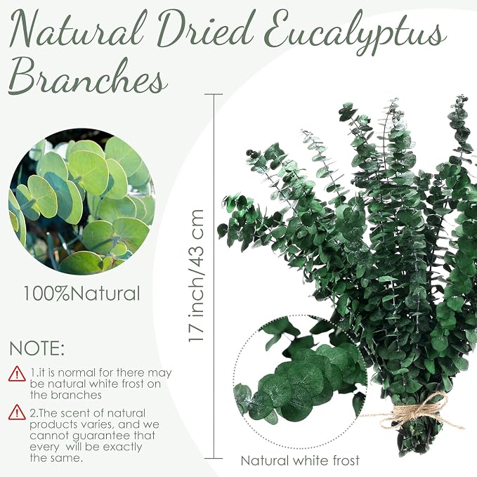Knitgrip 60 Pcs Large Dried Eucalyptus Stems 17inch Natural Real Fresh Eucalyptus Branches for Shower Hanging Fresh Plant Greenery Leaves for Wedding Bathroom Vase Filler DIY Garland Decor