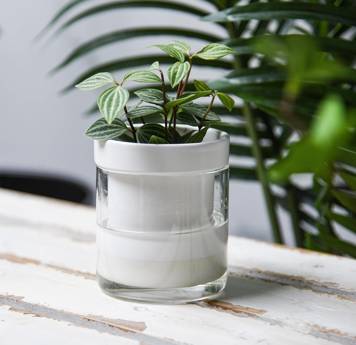 Phoenix Vine 4 Inch Self Watering Planter, White Terracotta Clay Pot with Glass Reservoir for Indoor Plants, Herbs, Flowers, Set of 3, 52-B-E-3