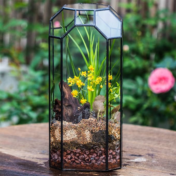NCYP No Door Glass Geometric Octagon Open Terrarium 5.5"x5.5"x12.8" | Glass Planter for Tall Plants, Orchid, Small Begonia Pitcher, Home Garden Office Decor, Micro landscape (Terrarium Only)