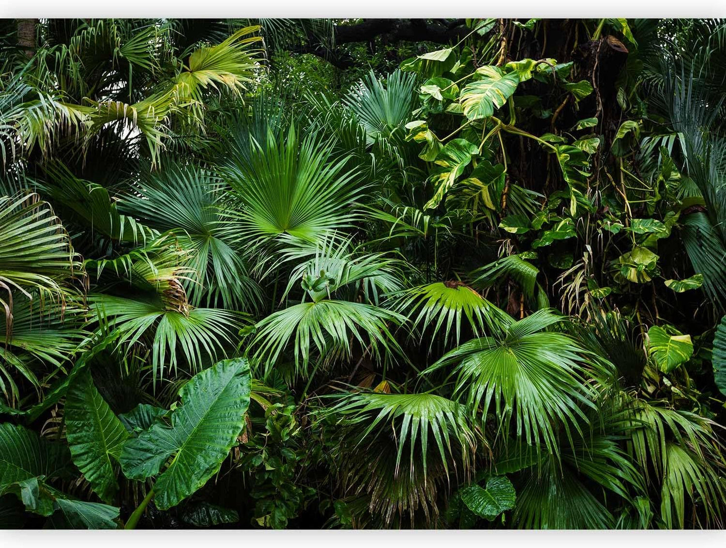 artgeist Wall Mural Tropical 118"x83" XXL Peel and Stick Self-Adhesive Wallpaper Removable Large Sticker Foil Wall Decor Print Picture Image Design