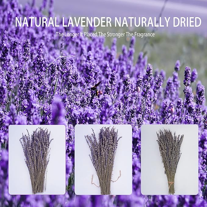 Dried Lavender Bundles, Uieke Natural Dried Lavender Flowers 280-300 Stems 16“ for Home Weeding Decoration Flower Arrangements Home Fragrance 2 Bundles