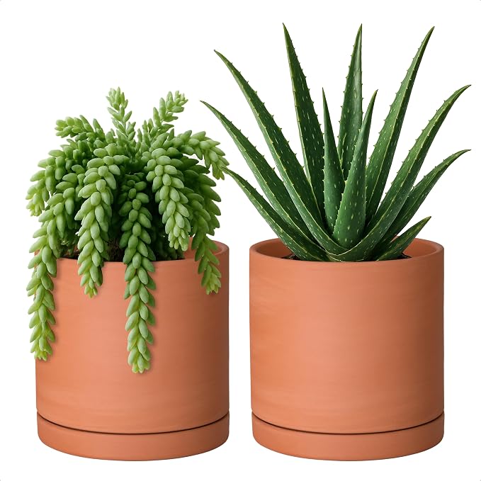 D'vine Dev Small 6 Inch Terracotta Plant Pot with Drainage Hole and Saucer, Round Cylinder Planter Pot for Indoor Plants, Set of 2, 40-X-B-3