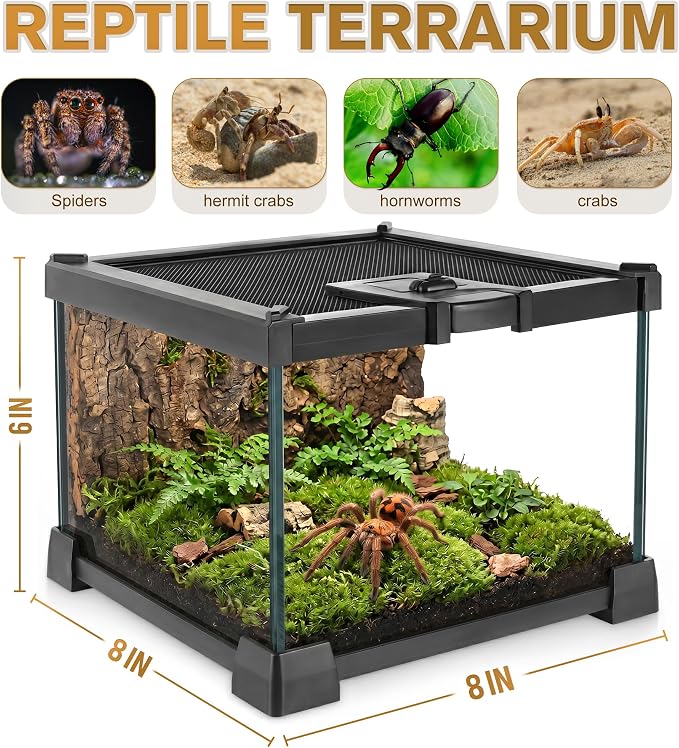 Mini Reptile Glass Terrarium Vivarium 8'' x 8'' x 6'', Full View Tank for Small Arthropod Pets Such as Pumpkin Patch Tarantulas, with Feeding Slot & Box Lock Buckle