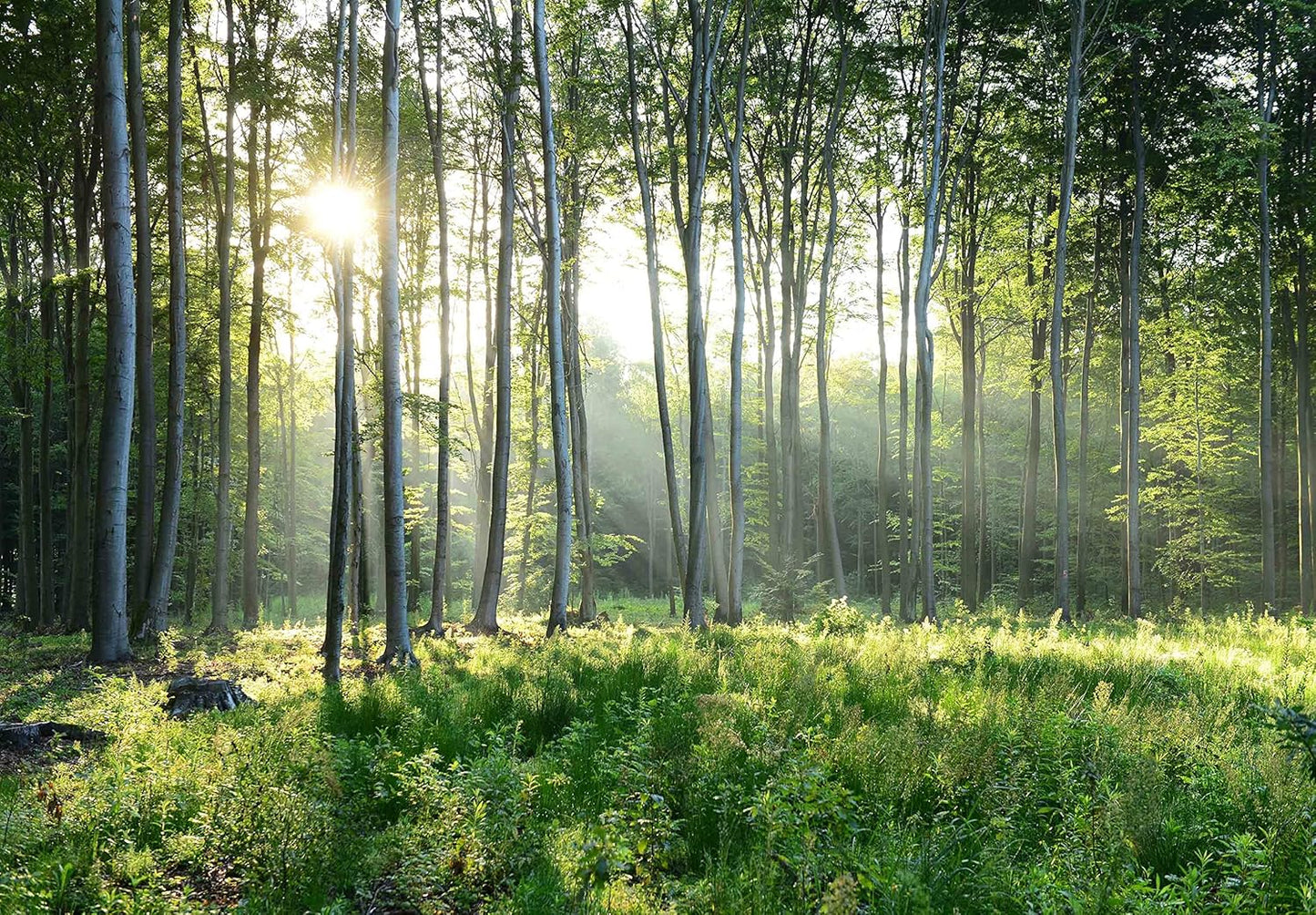 Sunshine Forest Mural Wallpaper Landscape Tree Wallpaper Large Nature Scenery Wall Mural for Living Room (not self-Adhesive)